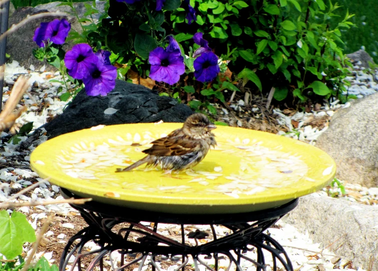 a small bird on a yellow plate next to purple flowers