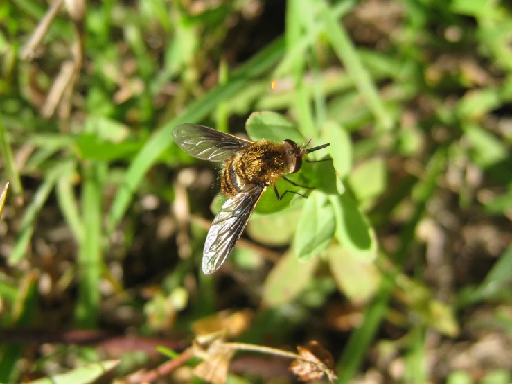 a very small bee on the grass with it's wings open