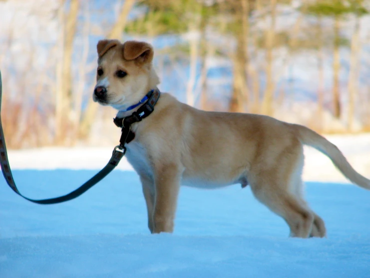 a brown dog with a black leash stands in the snow