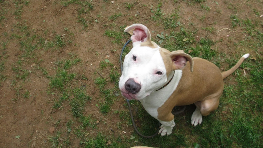 a brown and white dog is sitting on grass