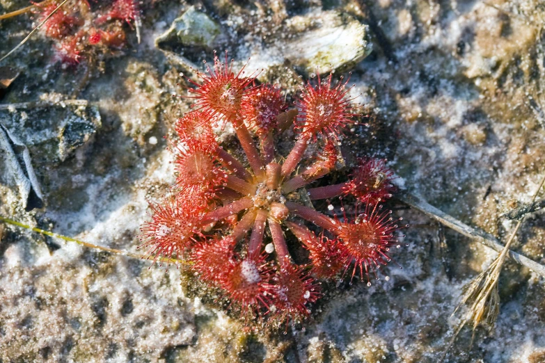 this is the remains of an algae on the rocks