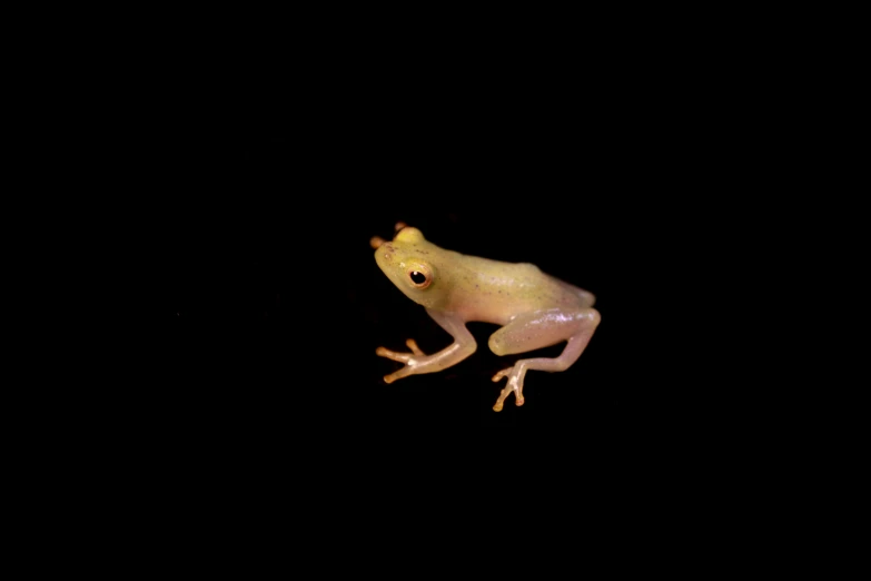 a light colored animal sitting in the dark