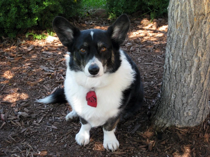 black and white dog with red tags next to a tree