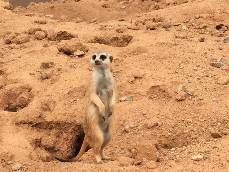 a small animal stands on its hind legs in the dirt