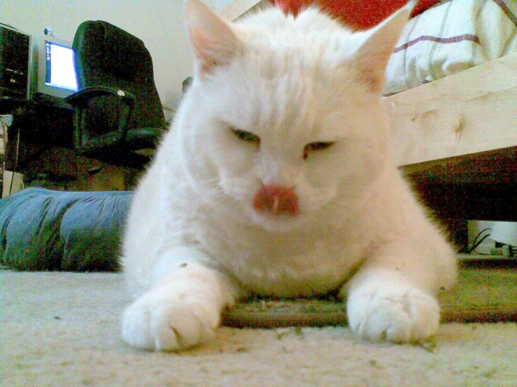 a white cat laying on the floor next to a bed