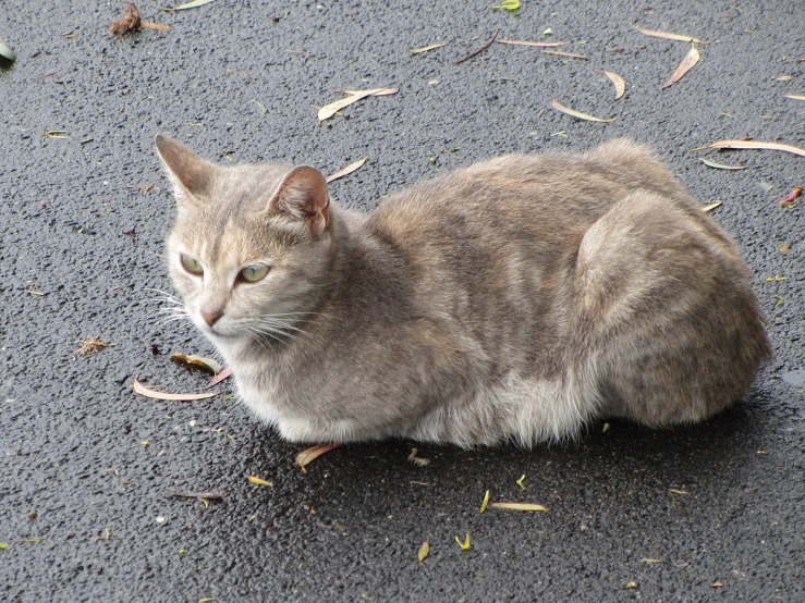 a cat sitting on the ground staring in the distance