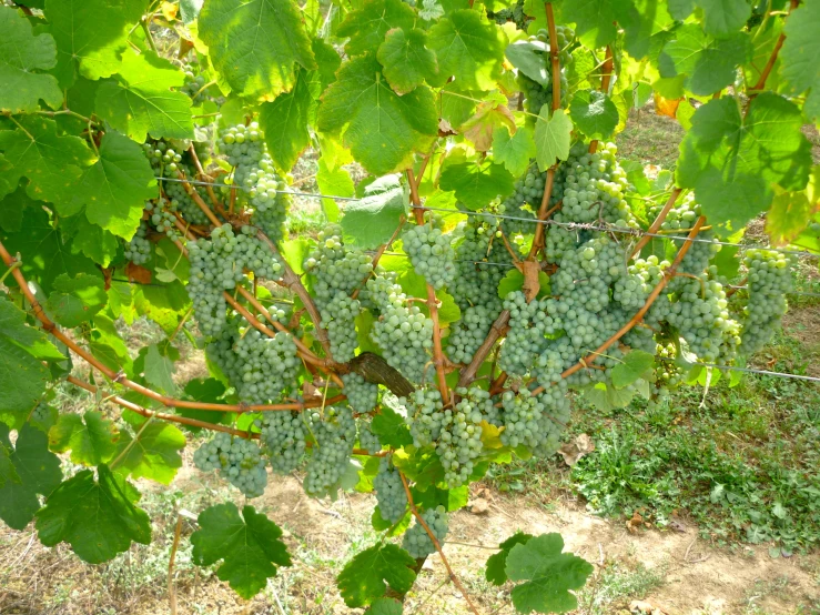 several bunches of gs are growing on the vine