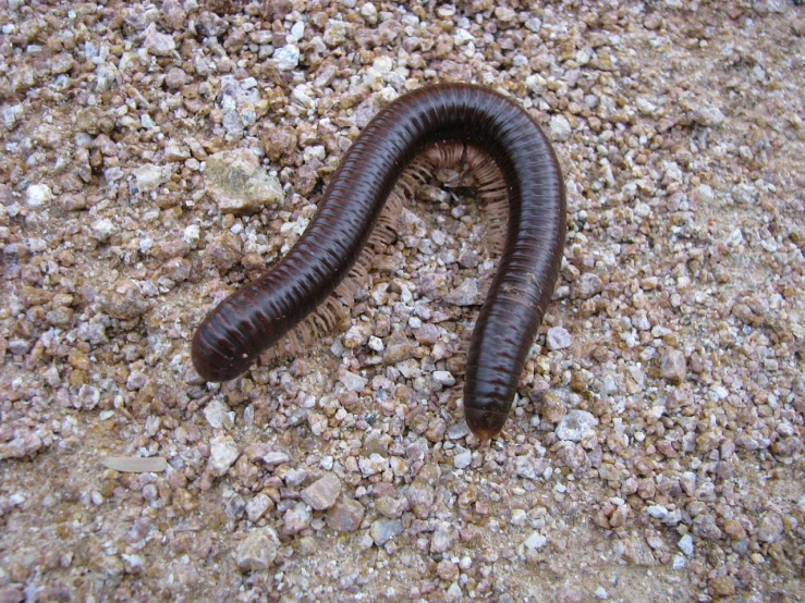 a very large brown worm sitting on a rocky ground