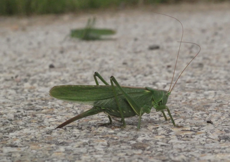 the grasshopper is green with brown stripe