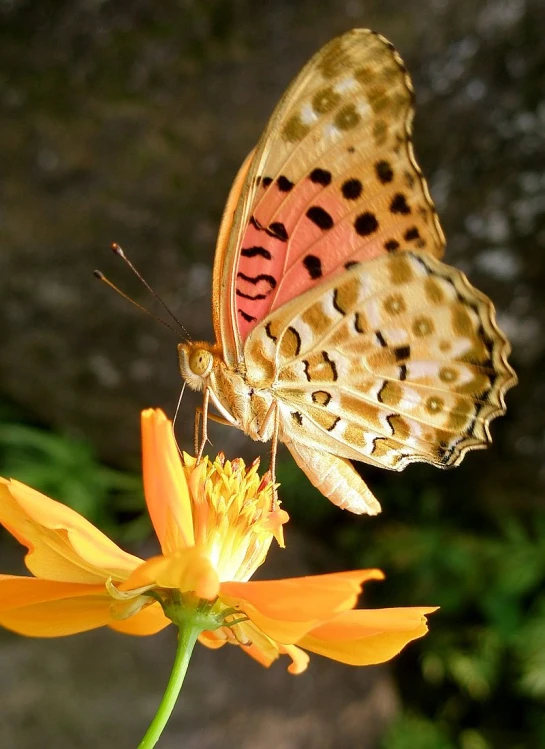 a erfly sits on a yellow flower