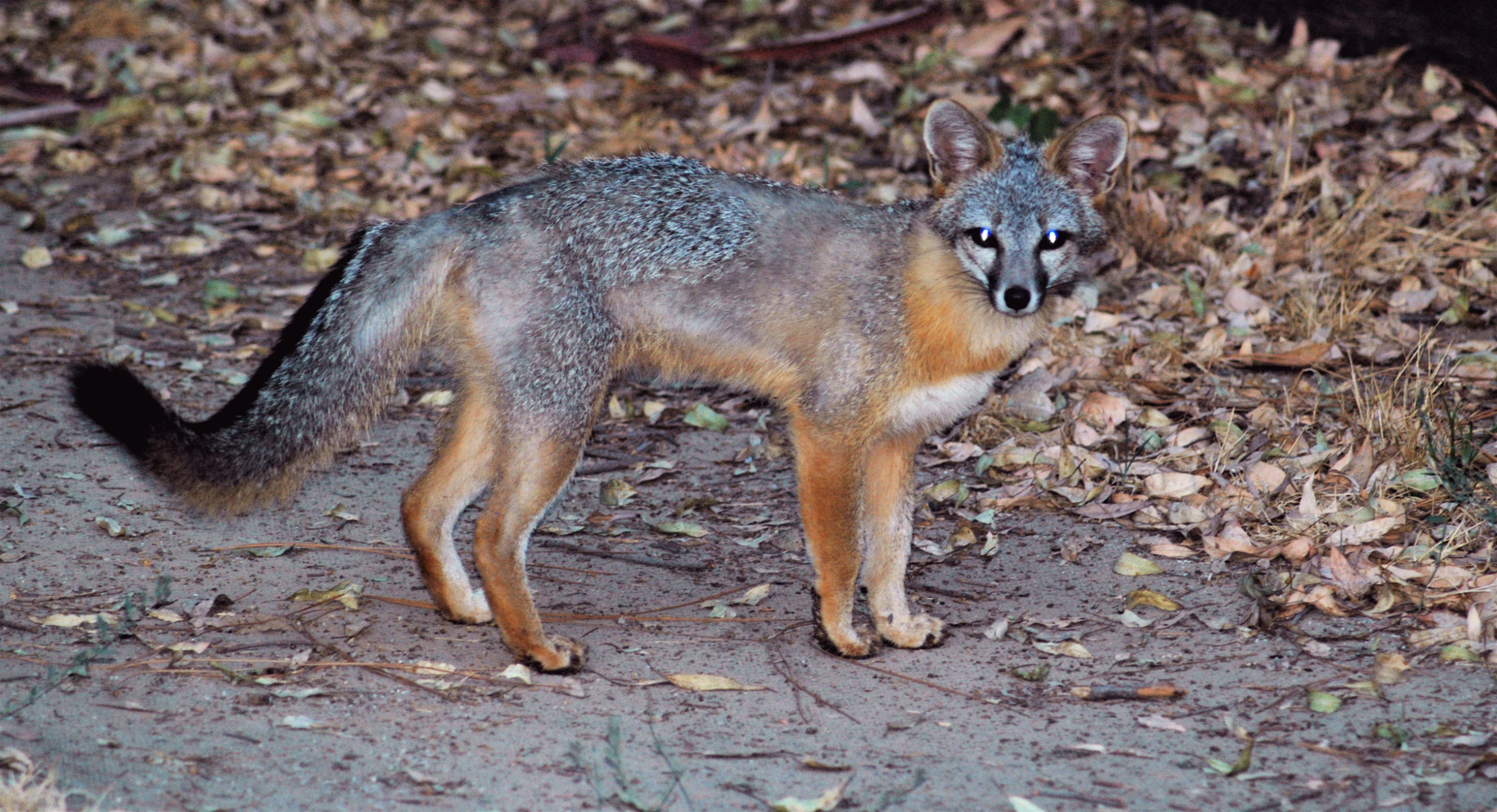 a small gray and brown animal standing on top of leaves