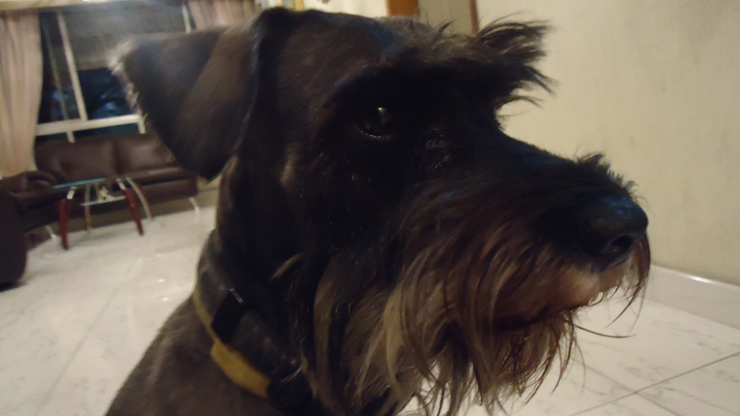 dog in home with furniture and window