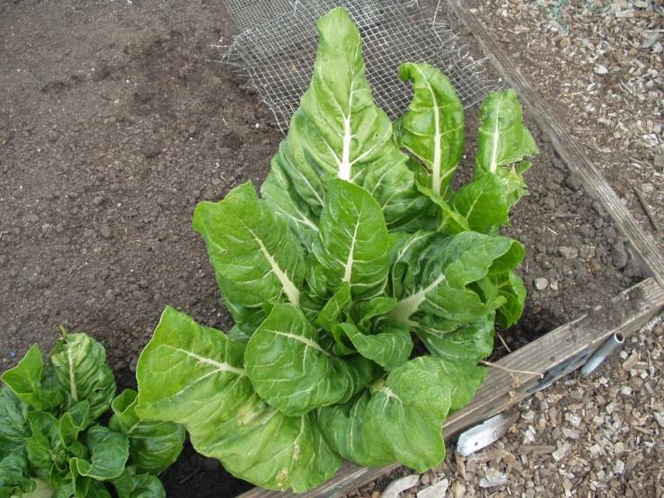 a garden bed with green lettuce growing on top