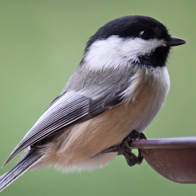 a small bird perched on top of a bird feeder