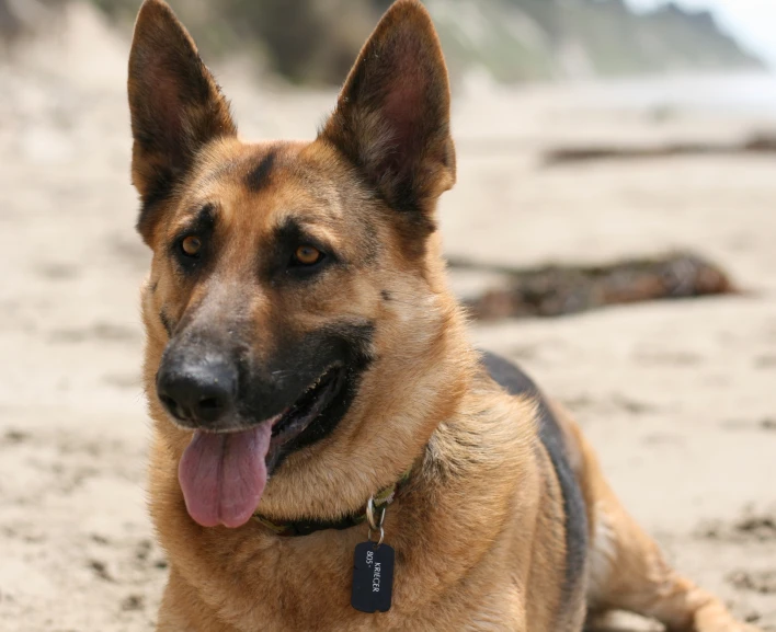 a dog sitting in the sand on a beach