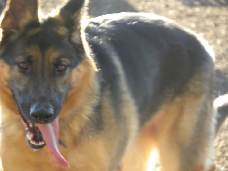 a dog looking off to the right while standing in the dirt