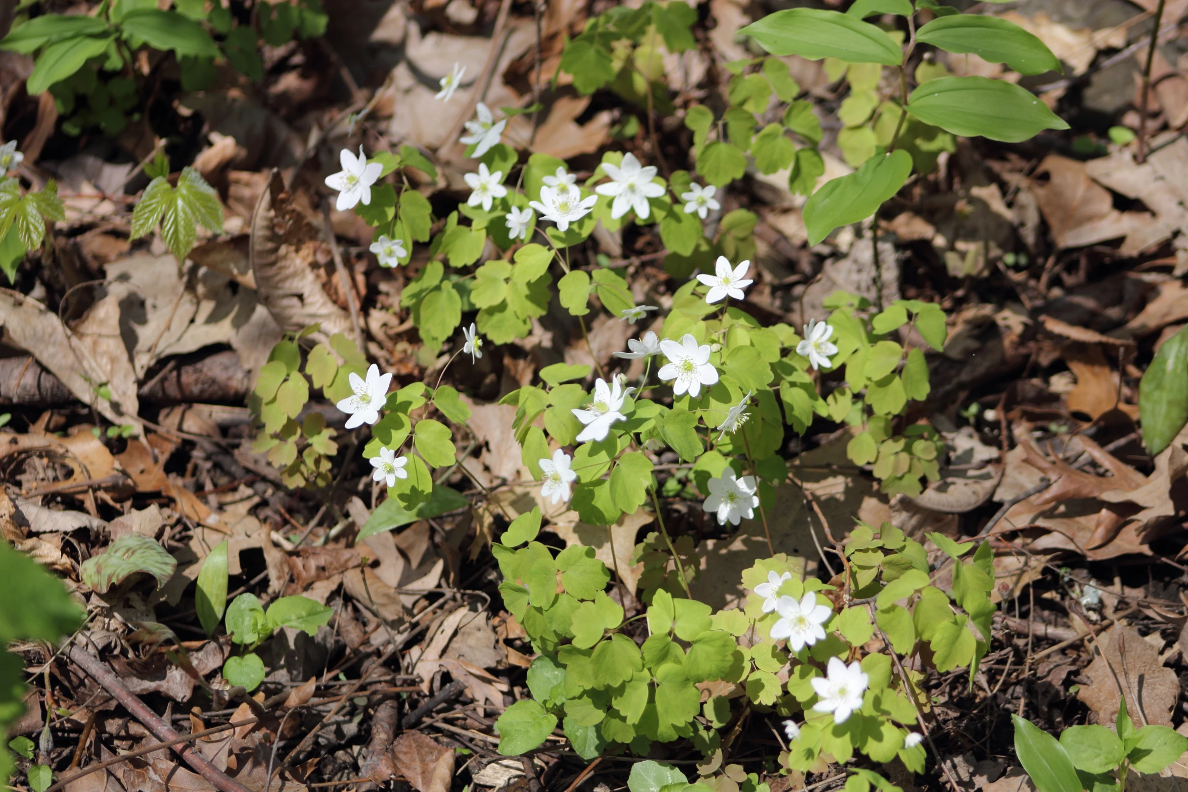 a small group of white flowers sitting on the leaves