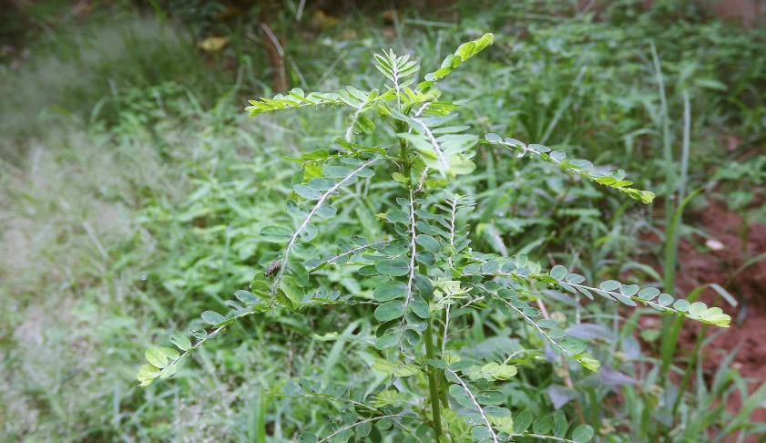 a large leafy plant in the grass