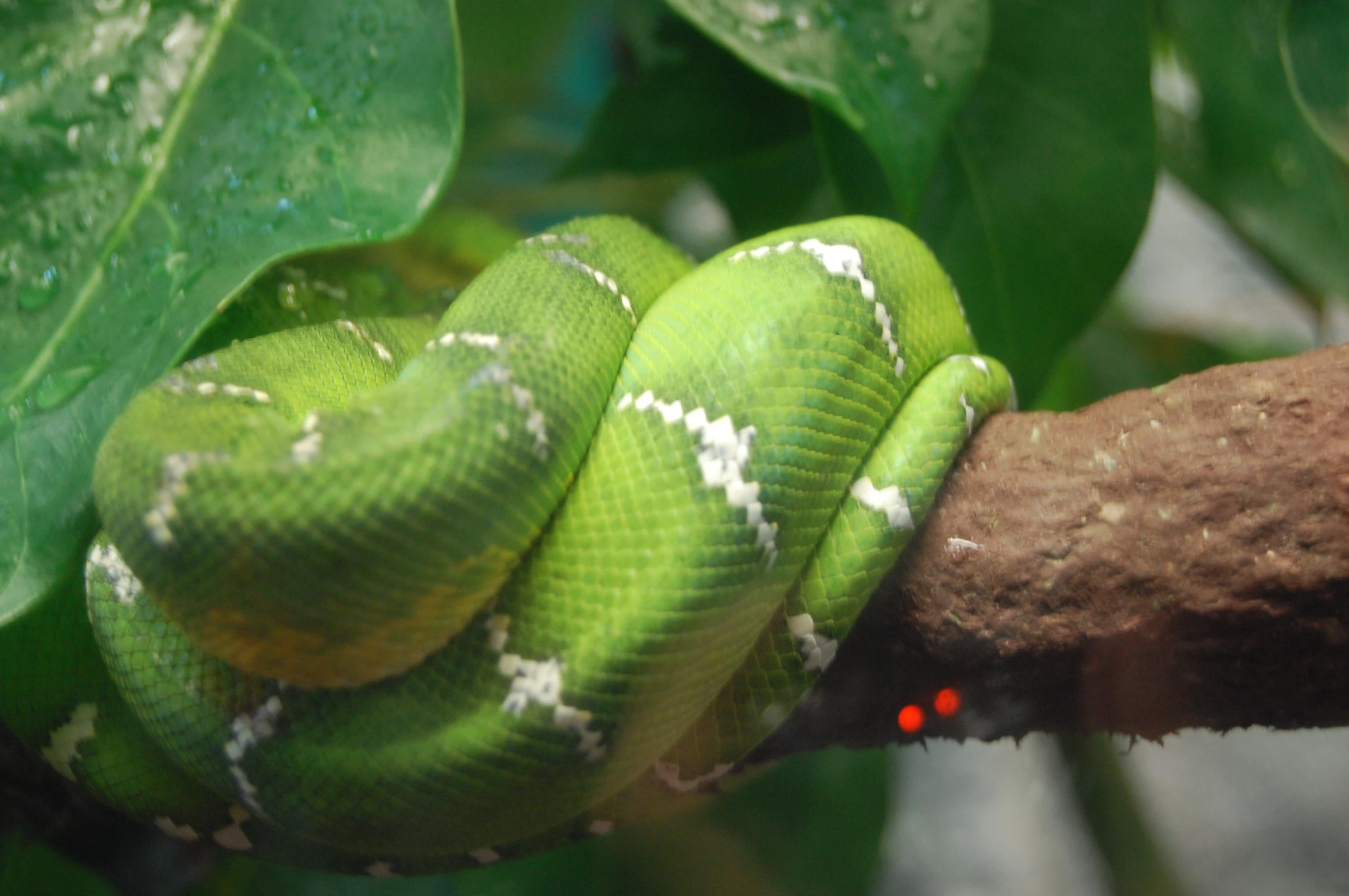 a snake curled up to eat some fruit