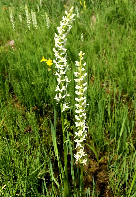 some flowers that are on a tall plant