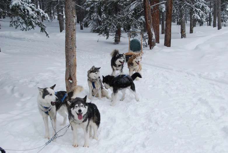 a group of dogs walking through the snow