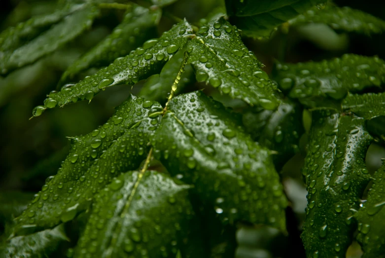 the leaves and nches of a tree are all covered with water droplets