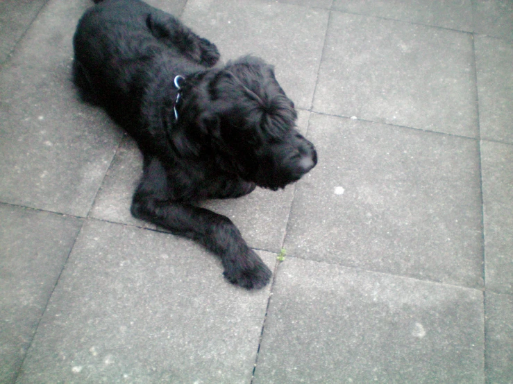 a black dog is laying down on a paved sidewalk