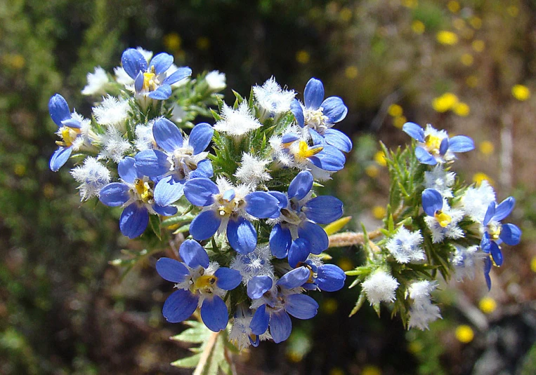 a bunch of blue and white flowers are in full bloom