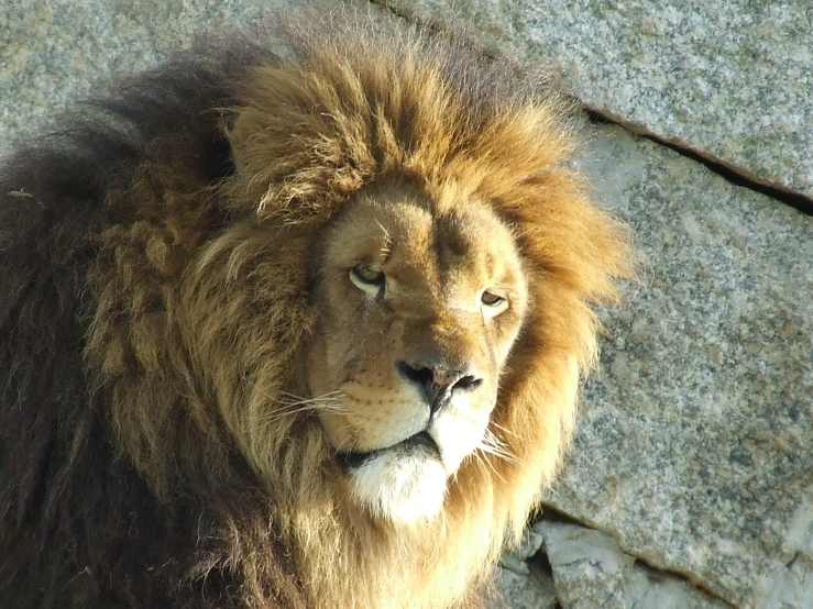 the lion is in front of some large rocks