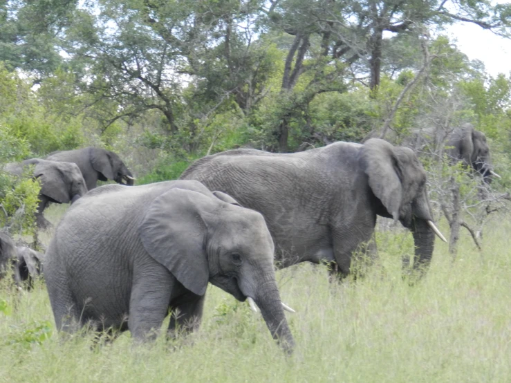 an adult elephant and several small elephants walking in a grassy area