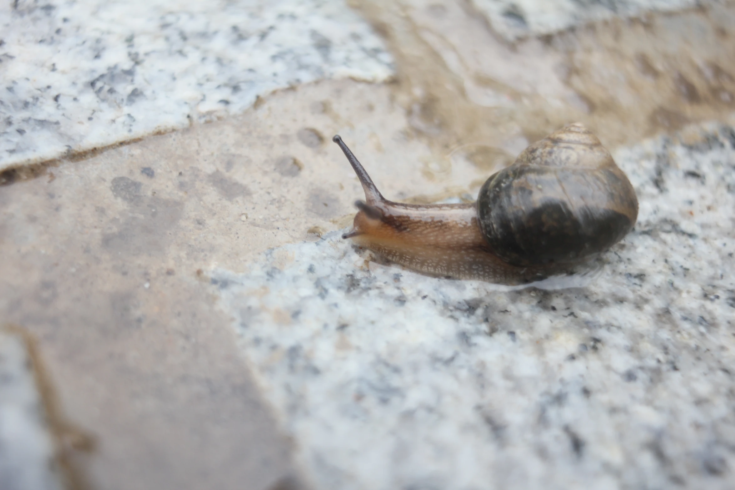 a close up of a snail crawling on a concrete ground