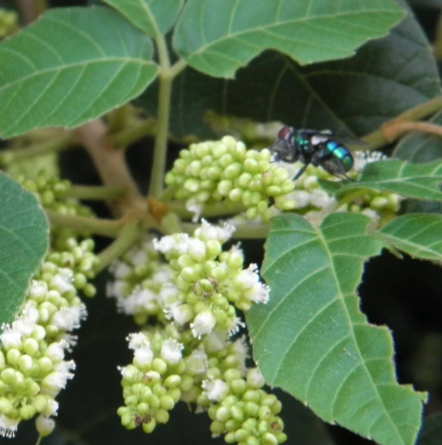 a fly sitting on a cluster of flowers on a nch