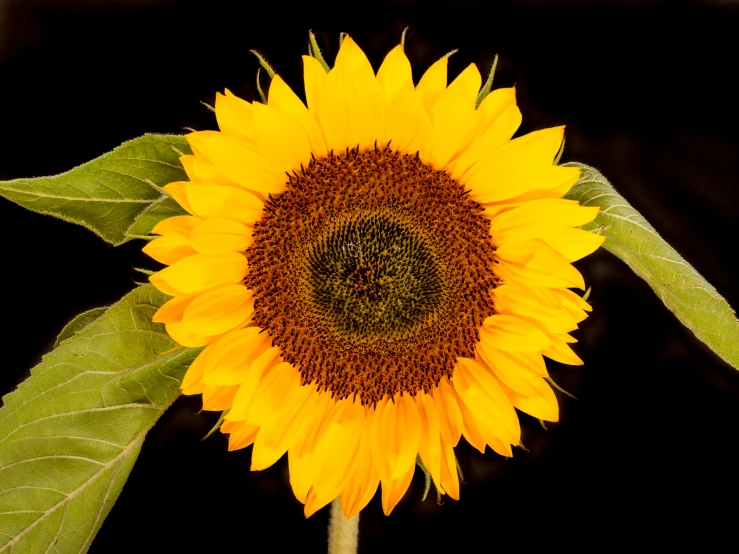 the sunflower is bright and blooming with green leaves