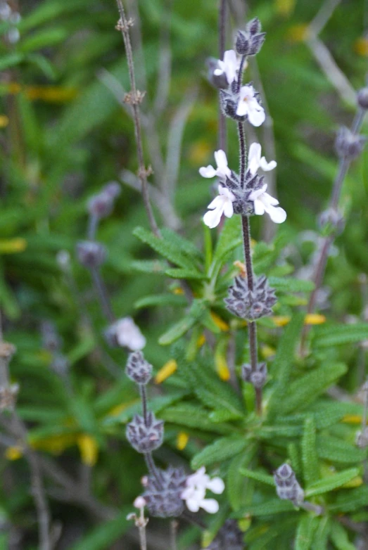 close up po of small white flowers with purple and green stems