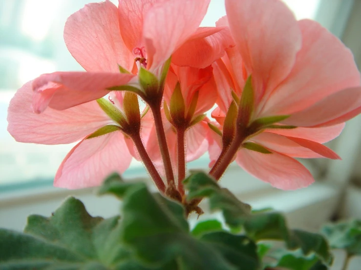 a pink flower with green leaves in front of a window