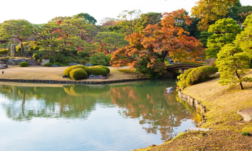 the view of an autumn landscape over a pond