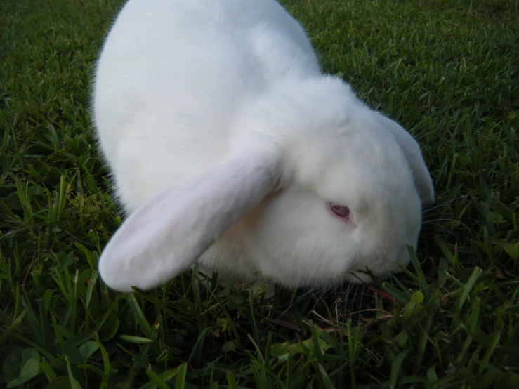 a fluffy white bunny sitting on top of a lush green field