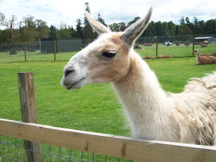 a close up view of an alpaca behind a fence