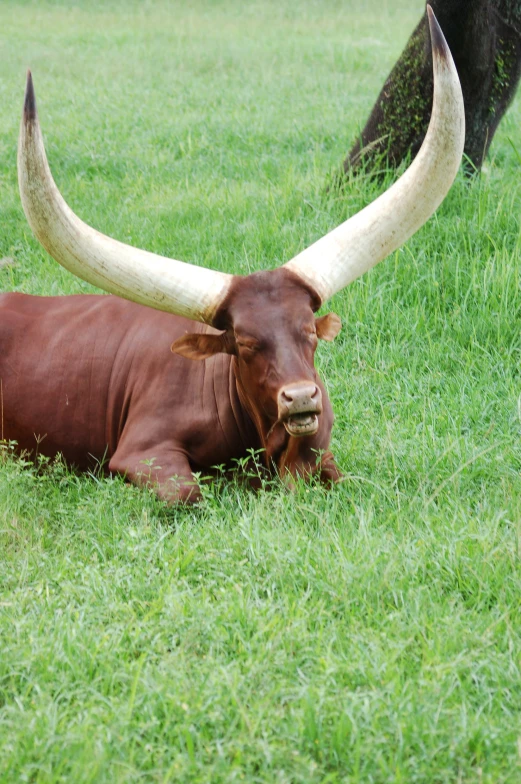 a large bull with very large horns lies down in a grassy field