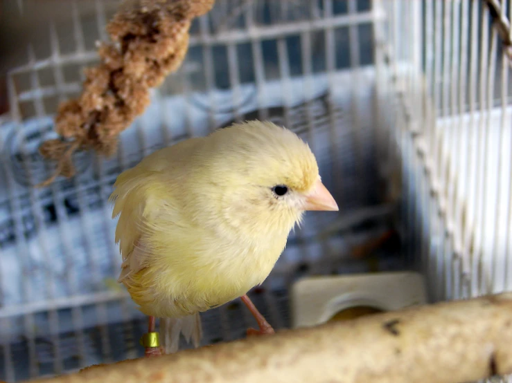 a yellow bird perched on top of a stick