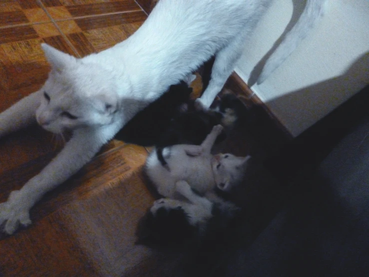 cat playing with kittens while another looks down