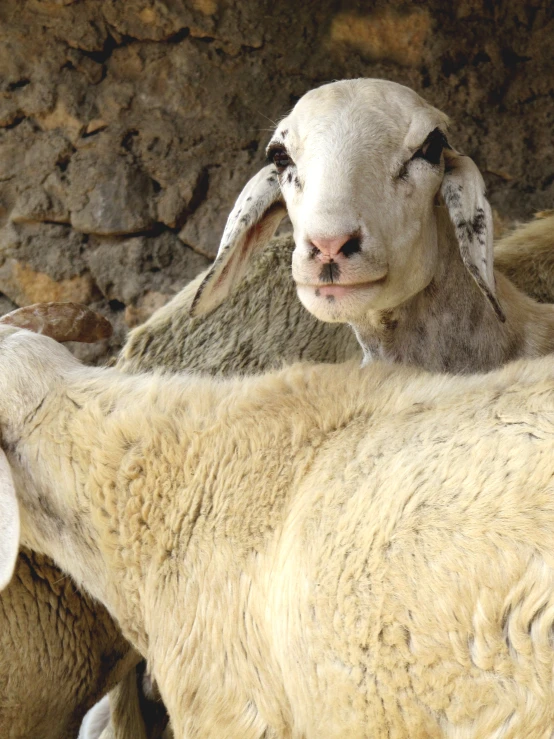 a goat standing next to a large stone wall