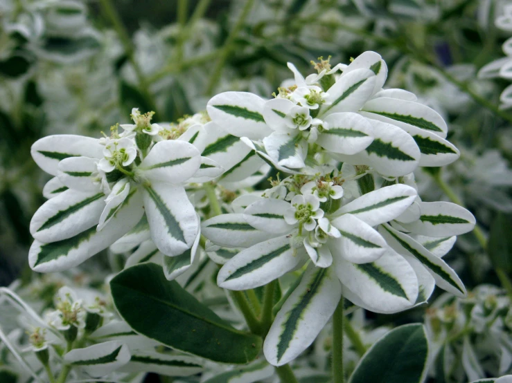 flowers and green foliage are arranged in a garden