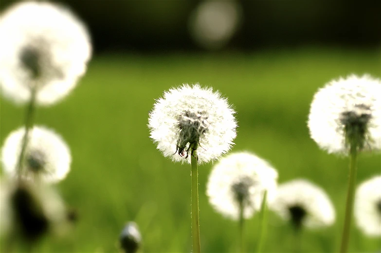 some white dandelions are in a grassy field