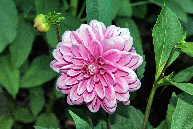 a large flower in bloom on a green plant