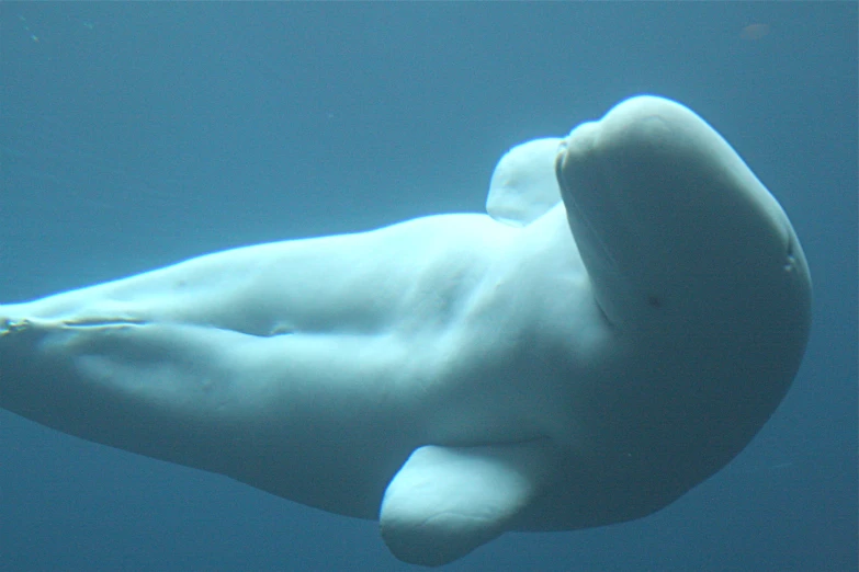a very large, white animal floating underwater