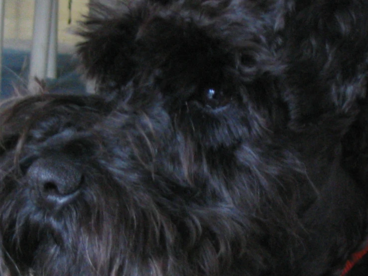 closeup of a furry dog that is looking ahead