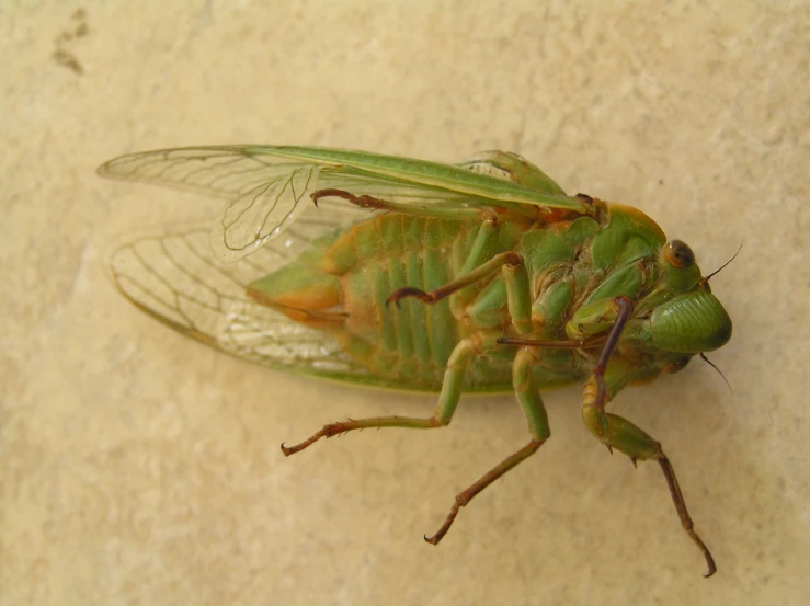 a green bug with long legs is sitting on the floor