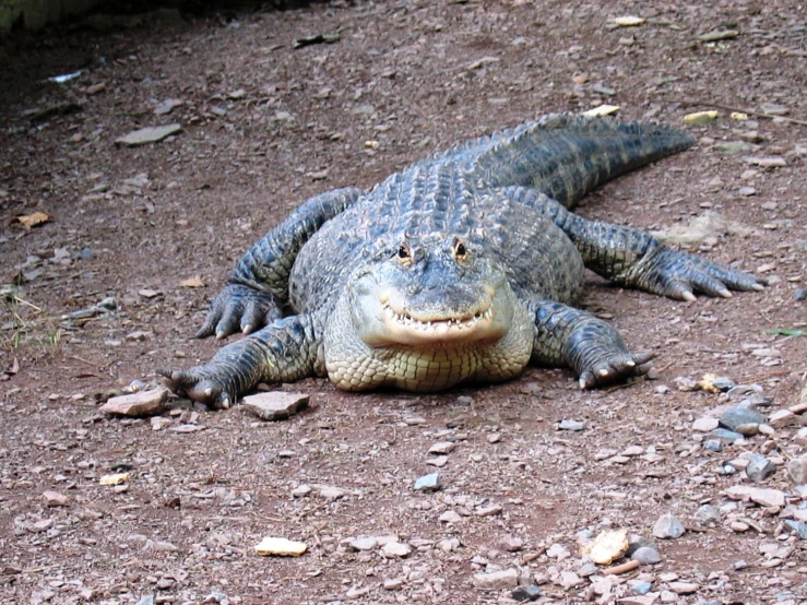 a small alligator sits on the ground and looks to be smiling