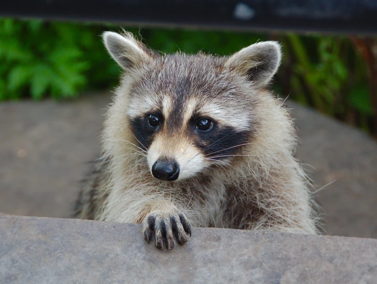 a rac looking at soing while sticking its paw on the ledge